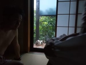 猫が遊びに来る